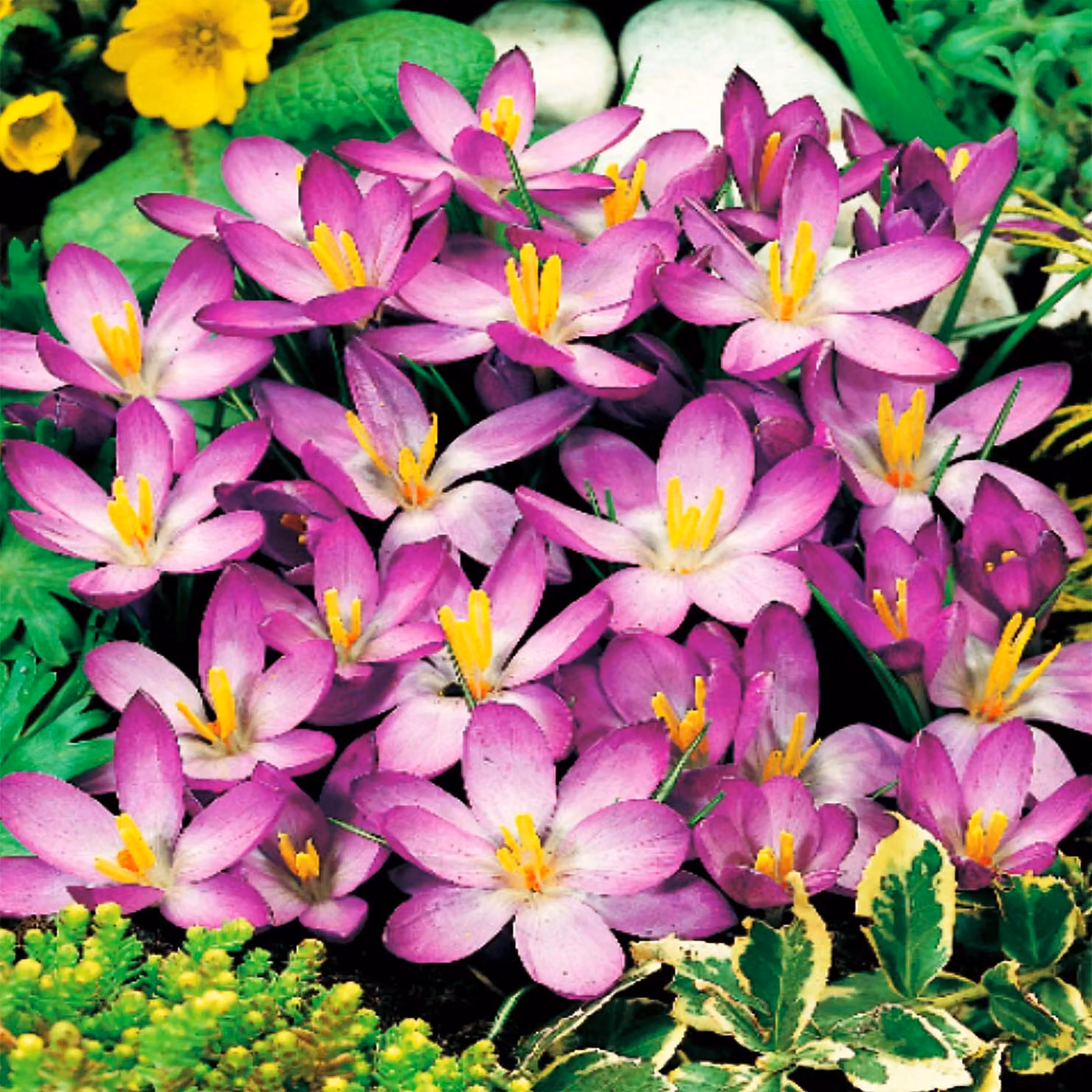 Whitewell Purple Spring Crocus 10 pz. Bulbi di croco Bulbi di croco