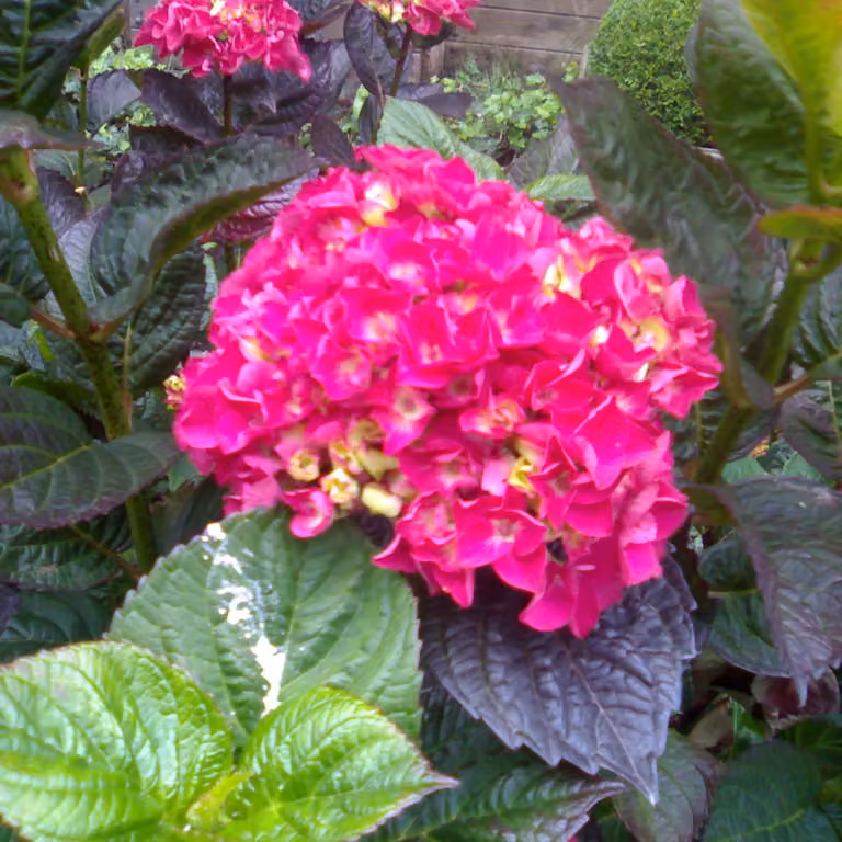 2 ortensie 'Merveille Sanguine' - *Hydrangea macrophylla* 'Merveille sanguinea', in vaso, altezza 25-30 cm