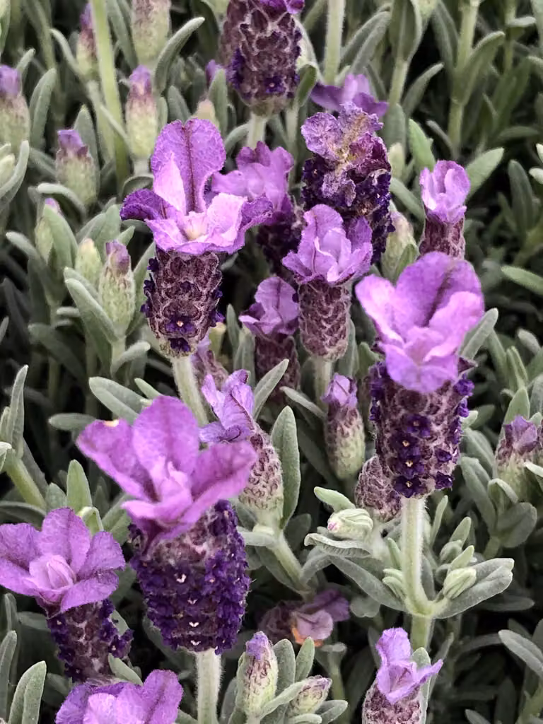 6 x Lavandula stoechas 'Pedunculata' - Kuiflavandel in vaso 9 x 9 cm