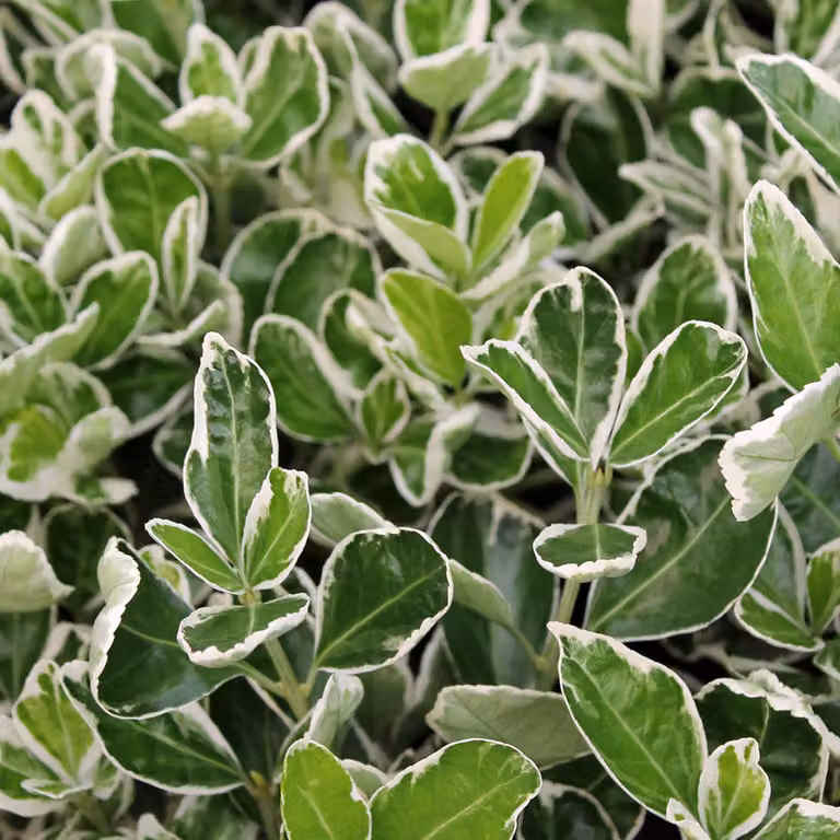 2 piante di Euonymus japonicus 'Kathy' | Altezza: 20-30 cm, in vaso