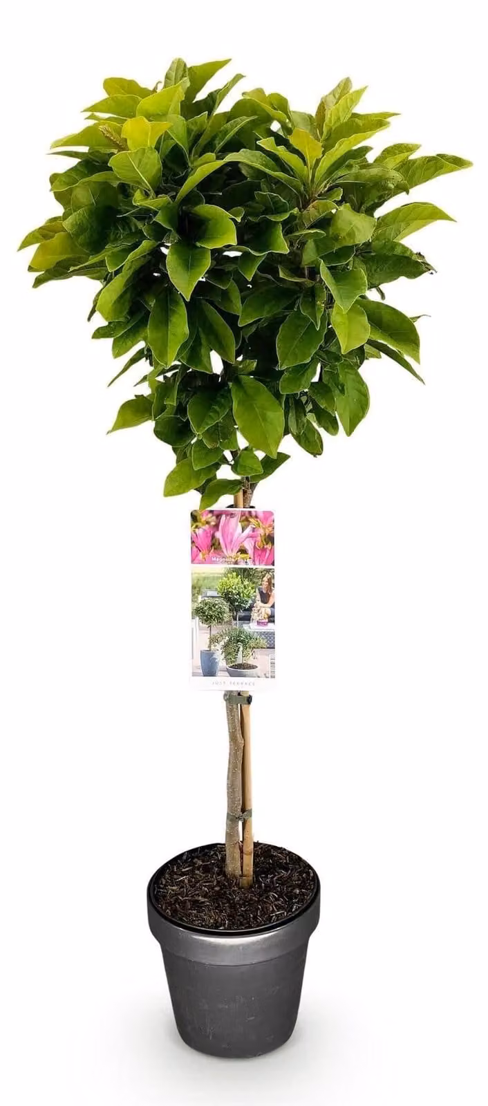 Magnolia 'Susan' in vaso da Ø19 cm