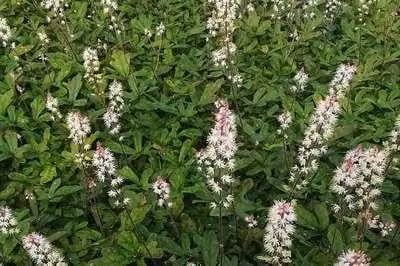 6 x Tiarella hybr. 'Spring Symphony'® - Fiore di schiuma - vaso 9 x 9 cm