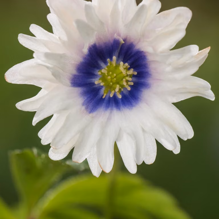 Bulbo Fiore bulboso Perenne resistente Anemone occhi blu 1 pz.