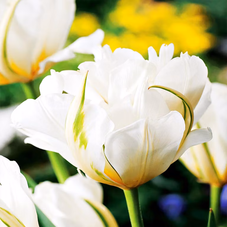 Tulipani Bulbi da fiore Bulbi da fiore Tulipani da fiore Tulipani esotici Imperatore 5 pz.