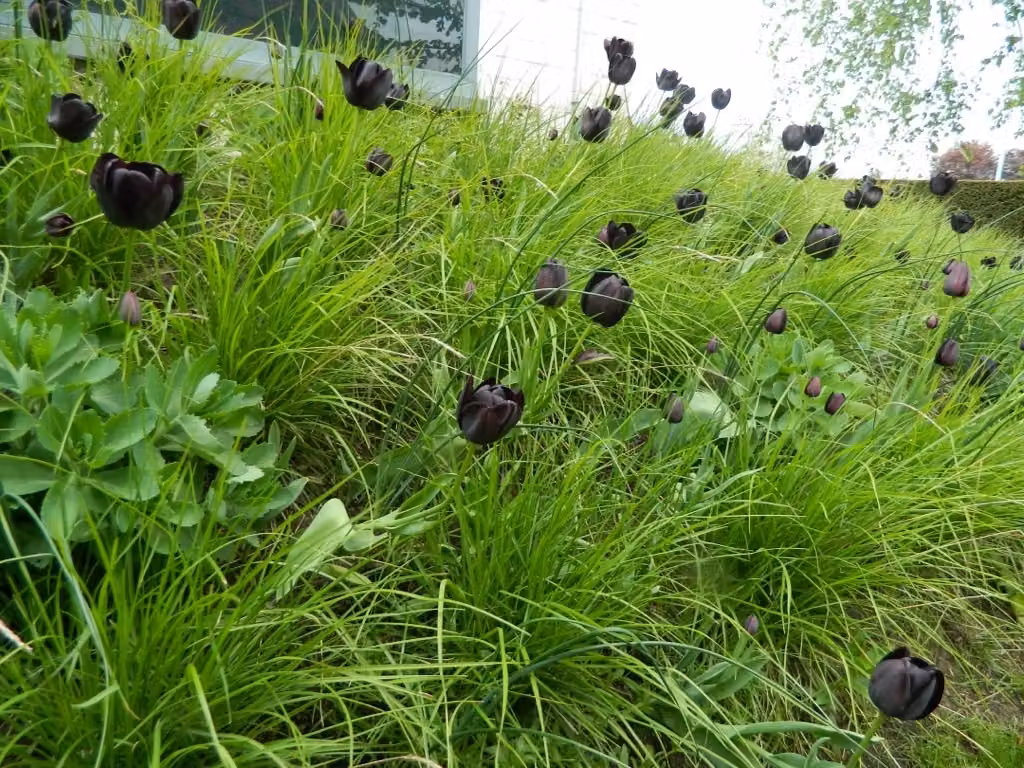Tulipa 'Queen of Night' - Bulbo da fiore - 25 pezzi