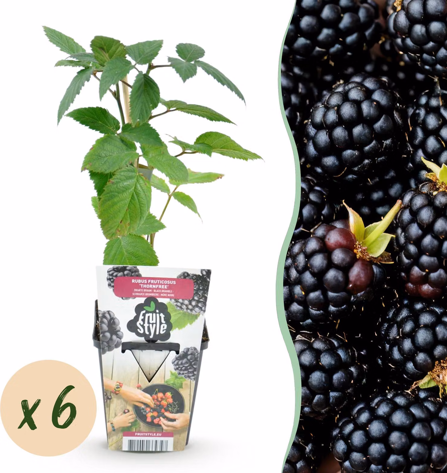 Mora senza spine - Rubus Thornfree - Difficile - 6 piante - 15-25cm - Ø9cm - Pianta da giardino