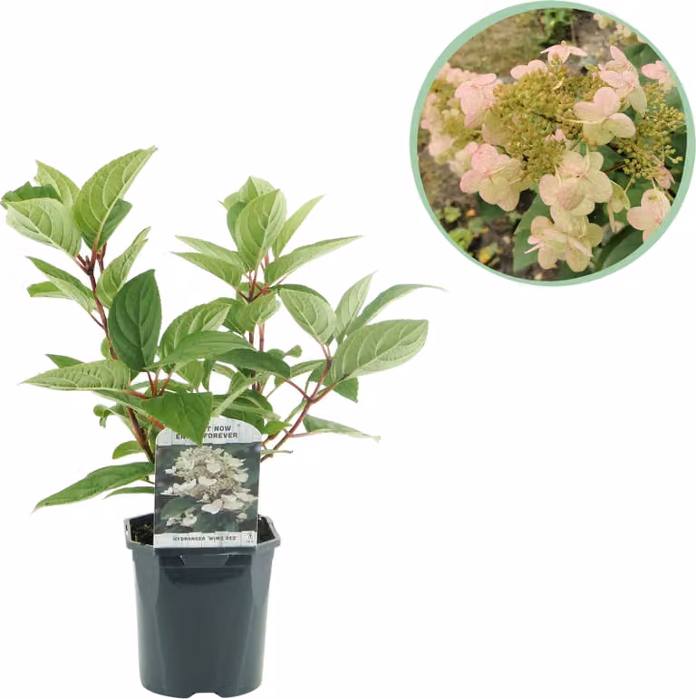Ortensia a pennacchio - Hydrangea panniculata Wims Red - Fiore bianco rosso - 1 Pianta - Decidua - Fiori grandi - 40-50cm - Ø18cm - Pianta da giardino