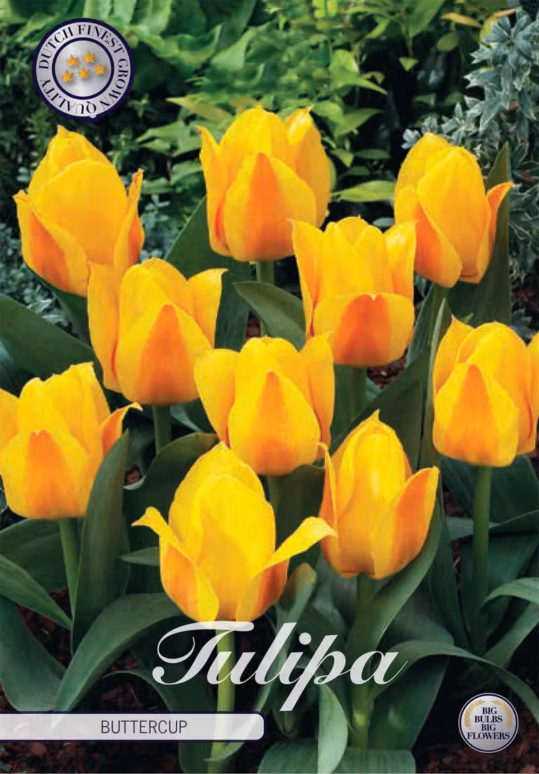 Kaufmannia - Ranuncolo - Tulipa