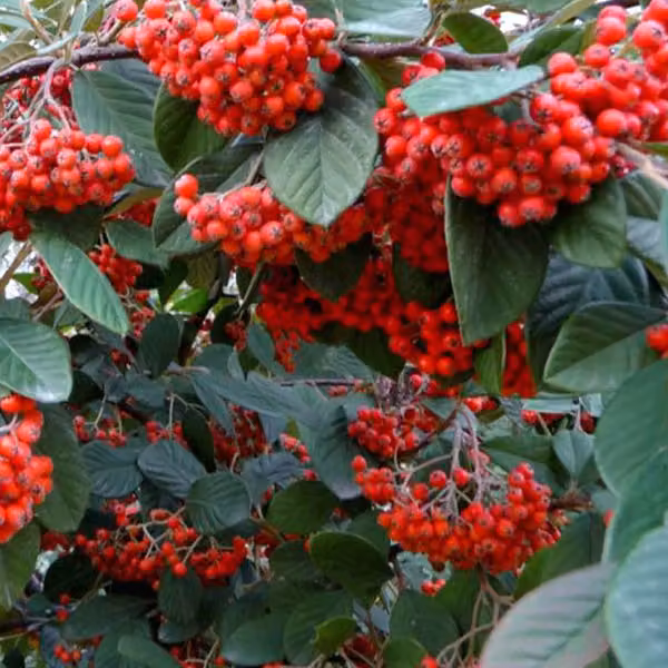 Cotoneaster lacteus (pianta tappezzante) | 60-80 cm, in vaso