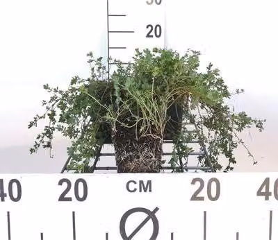 6 x Lotus corniculatus - Loto - vaso 9 x 9 cm