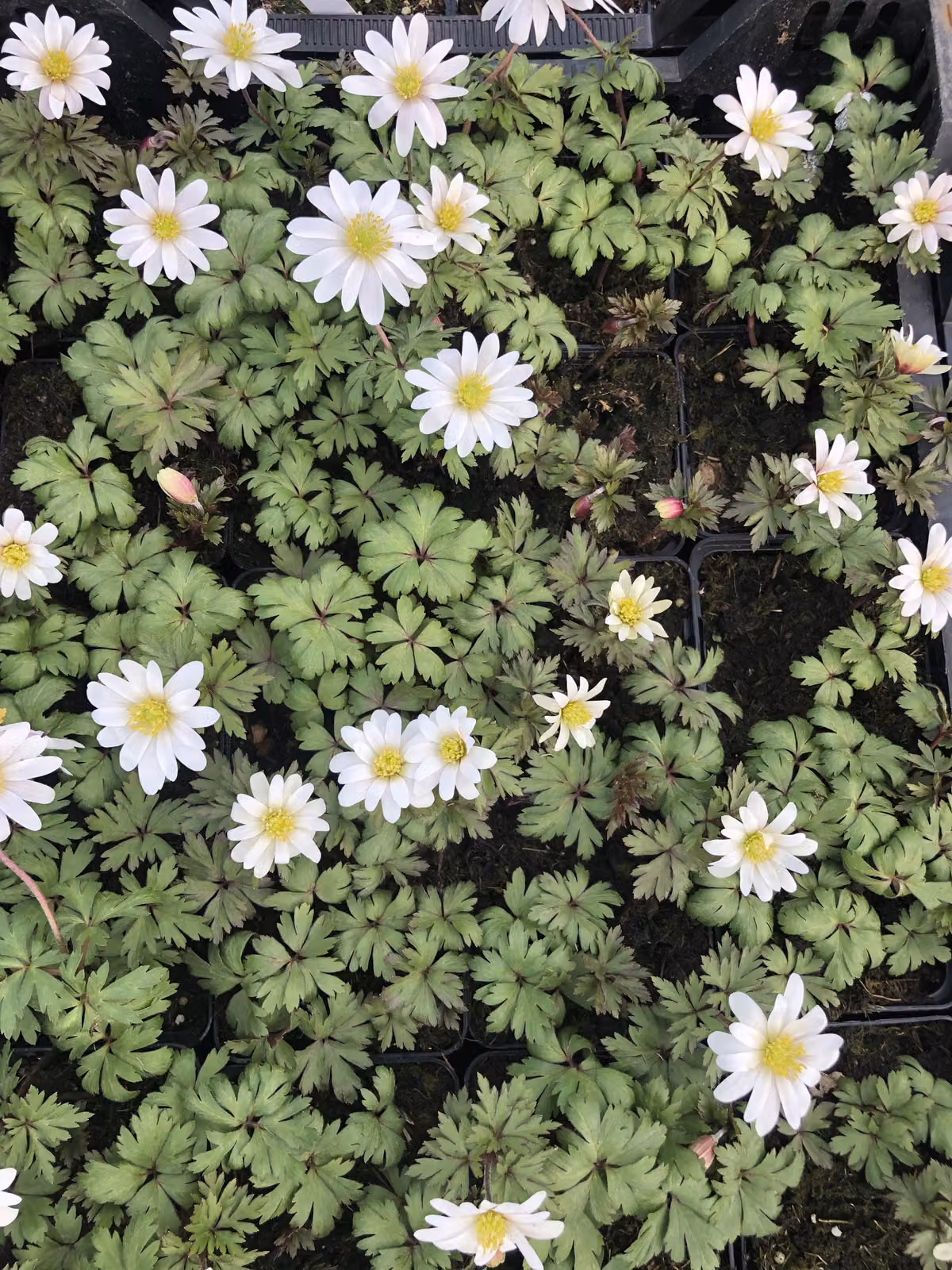6 x Anemone Blanda 'White Splendour' in vaso 9x9 cm