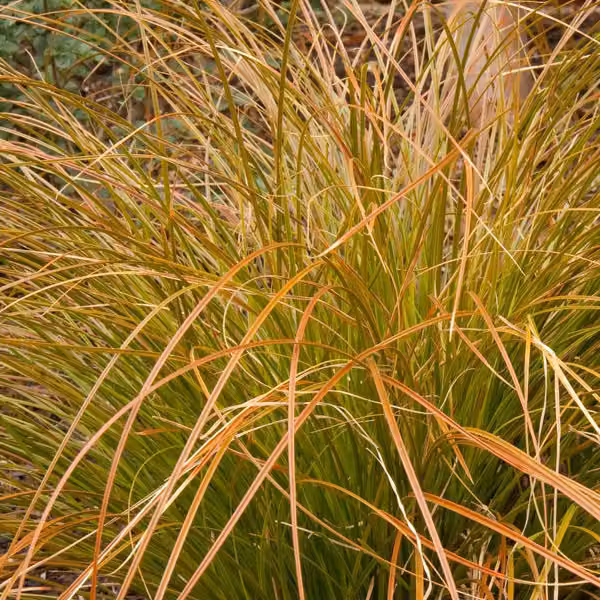 6 piante di *Carex testacea* (erba rossa) | Vaso di 9x9 cm