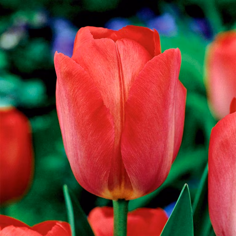 Tulipani Bulbi da fiore Bulbi da fiore Tulipano trionfo Van Eijk 5 pz.