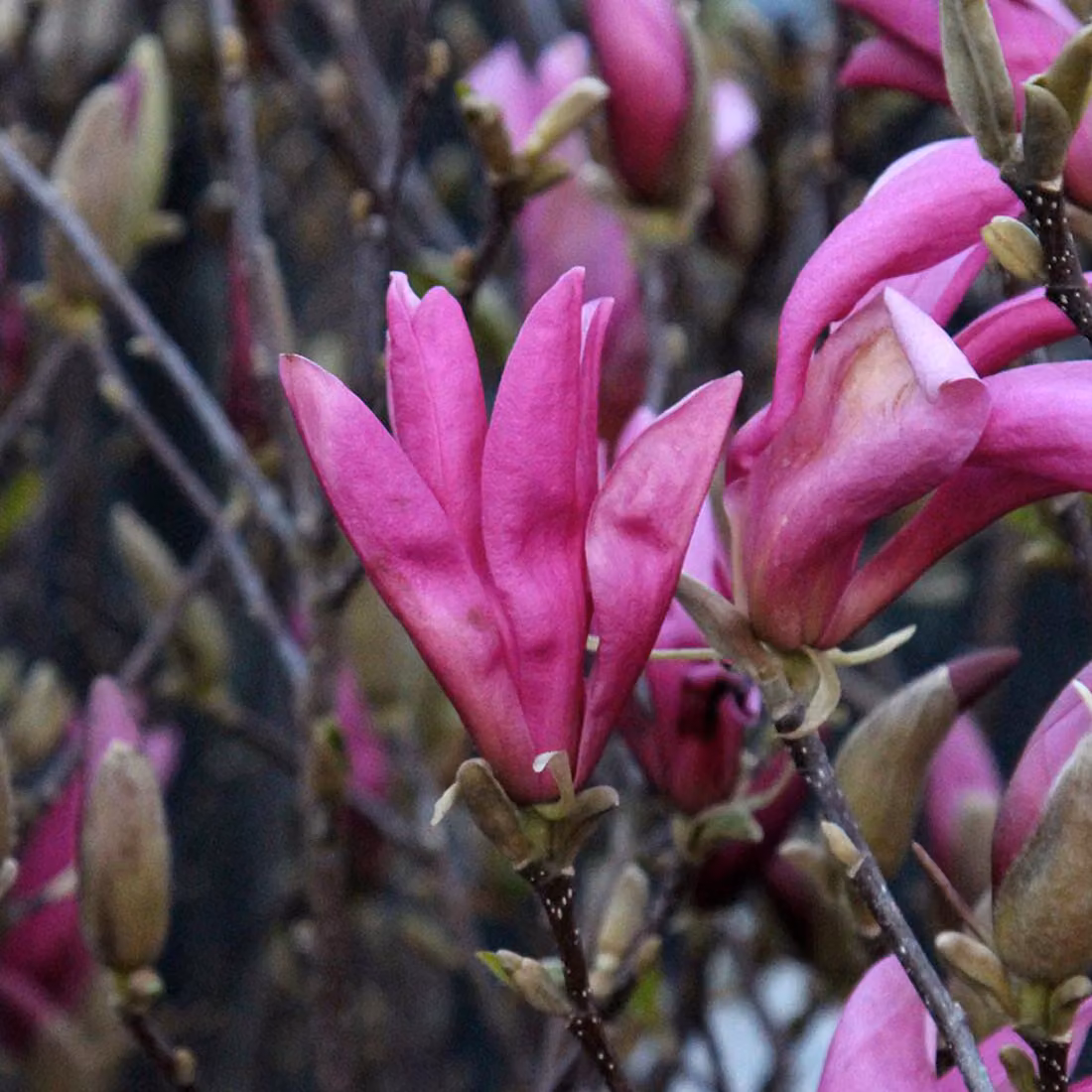 Magnolie - Magnolia 'Susan' | 40-60 cm in vaso