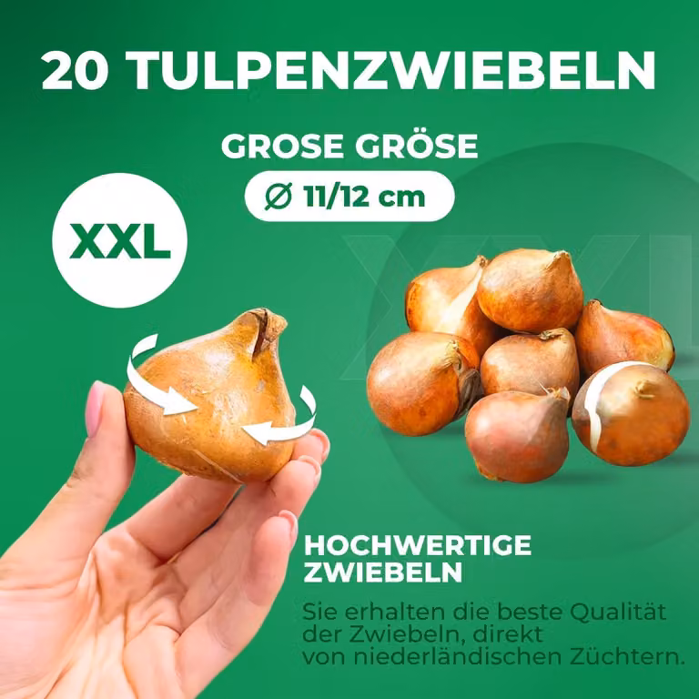 Bulbi di tulipano resistenti al freddo, perenni - Double Orange Passion - 20 bulbi - Piante vere provenienti dall'Olanda - Tulipani per giardino, vasi e balcone (bulbi grandi, senza semi, non artificiali)