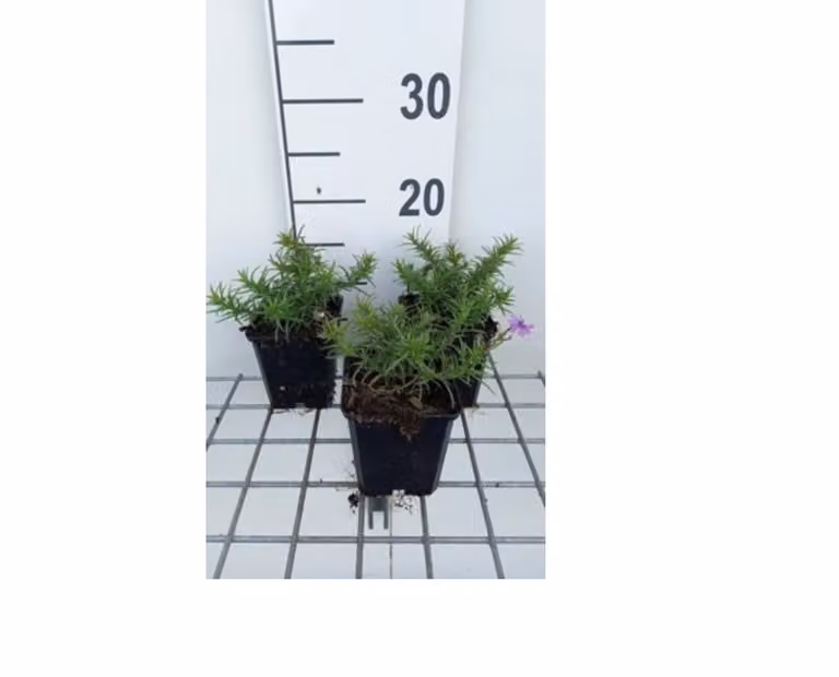 6 x Phlox (s) 'Purple beauty' - Teppichphlox topf 9 x 9 cm