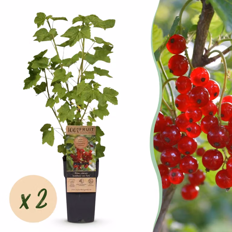 Ribes rubrum Jonkheer van Tets - Pianta di bacche - Difficile - Bacche rosse - 2 Piante - 40-50cm - Ø15cm - Pianta da giardino
