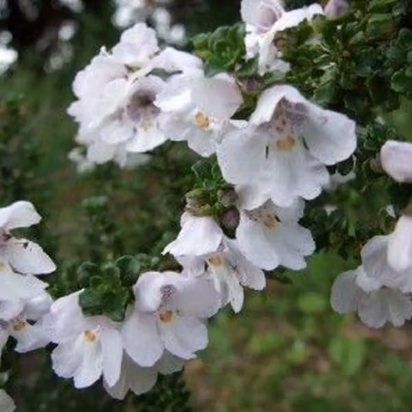 2 piante di menta di montagna (Prostanthera cuneata), alte 20-25 cm, in vaso