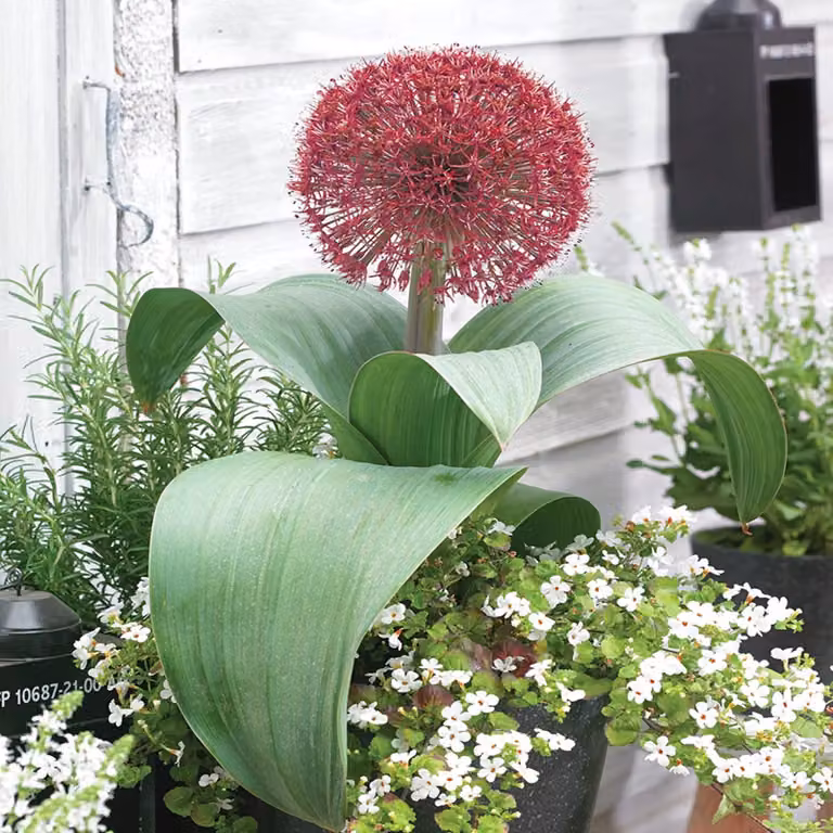 Bulbi da fiore Bulbi Porro ornamentale Allium Red Giant 1 pz.