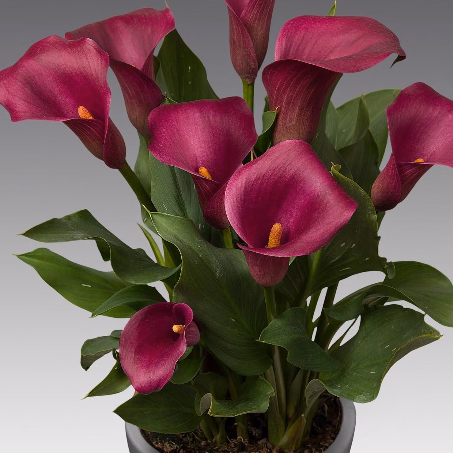 Bulbi di Calla Lily resistenti al freddo, perenni - Purple Passion (viola) Zantedeschia - 5 grandi bulbi da fiore - Piante vere provenienti dall'Olanda - adatte per giardino e vaso (non semi, non artificiali)