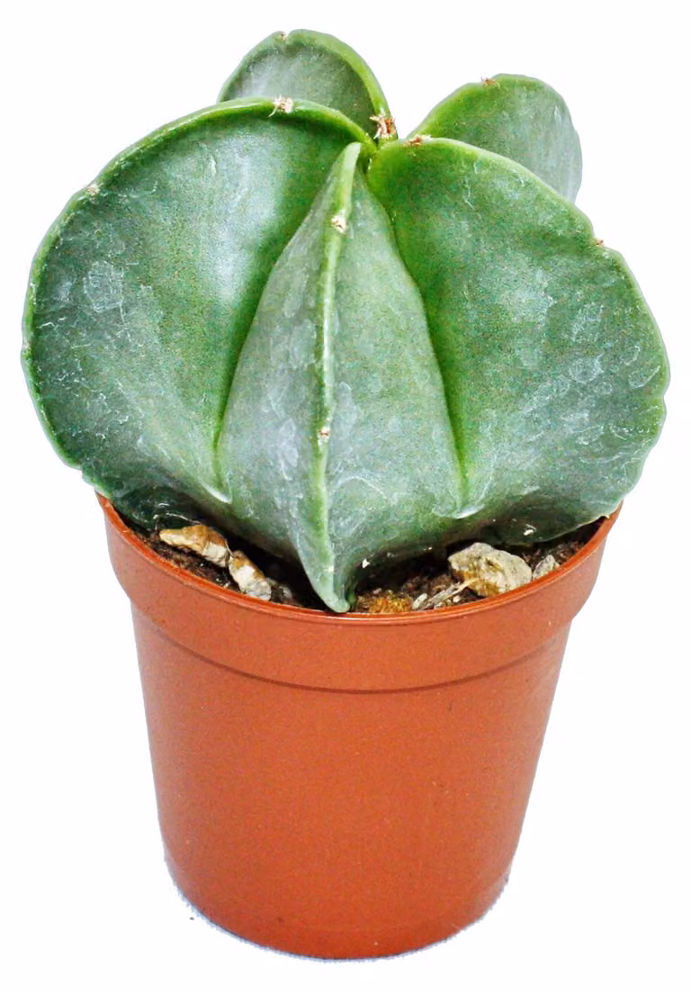 Astrophytum myriostigma - cappello da vescovo - in vaso da 5,5 cm