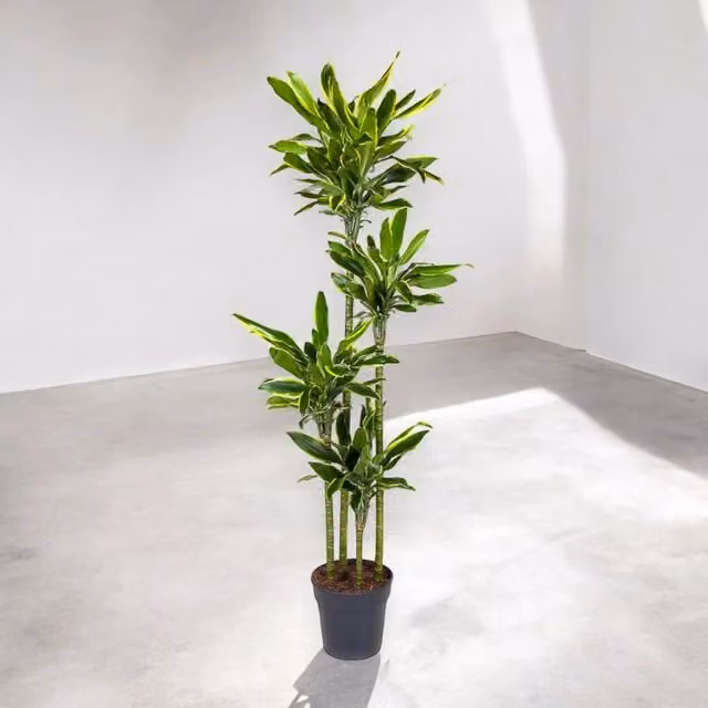 Gardenaria Dracaena fragrans Golden coast - Pianta da interno ornamentale con fogliame verde e giallo, Altezza: 150 cm (vaso 30 cm)