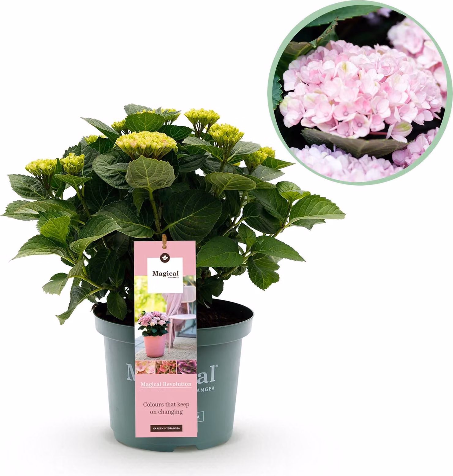 Ortensia Magical Revolution Pink Rosa Hydrangea macrophylla 23cm, altezza 55cm