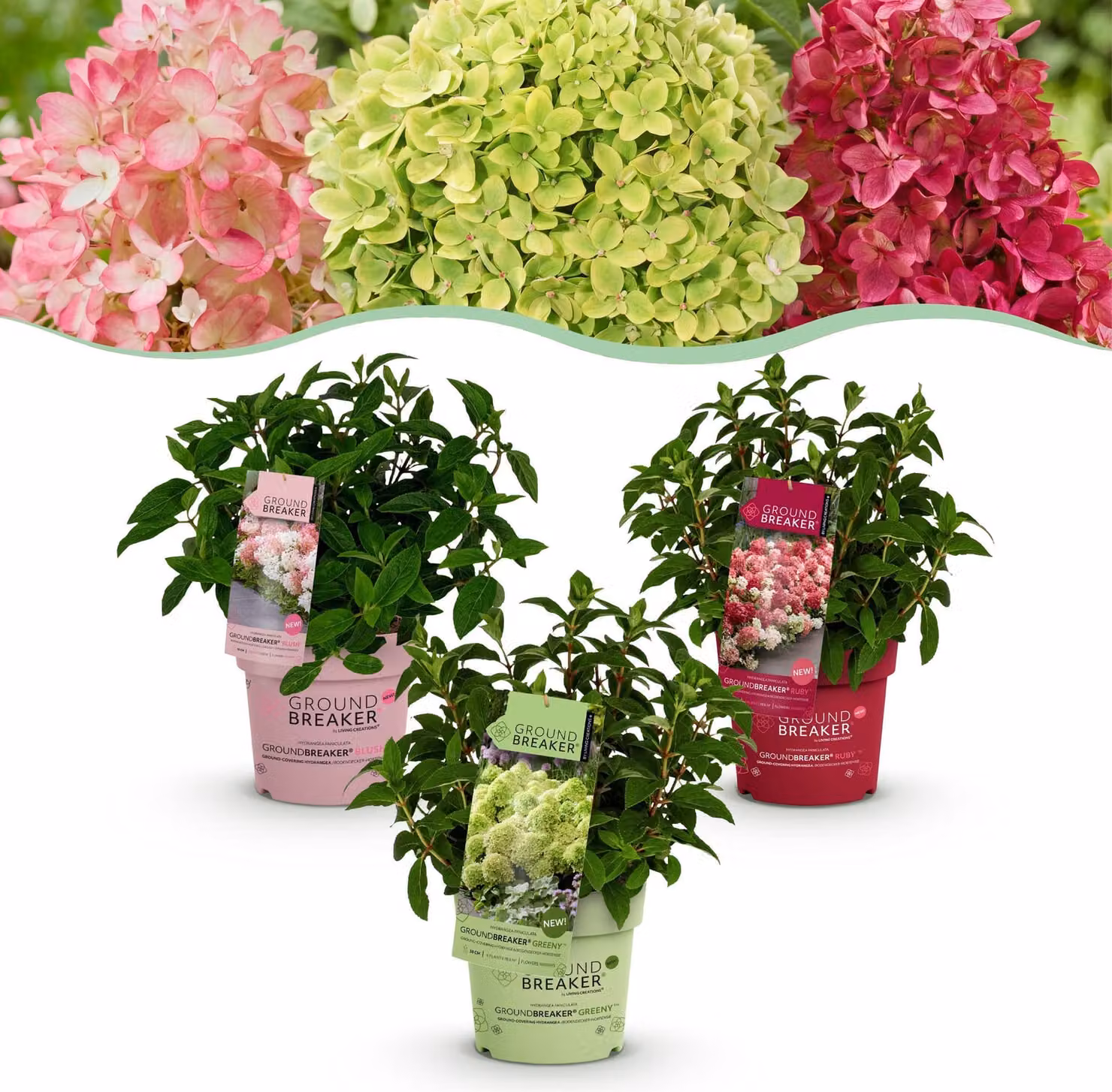 Hydrangea panniculata Groundbreaker Blush - Verde - Rubino - Ortensia - Compatta - Rosa-Verde-Rosso - 3 piante - 20-25cm - Ø14cm - Pianta da giardino