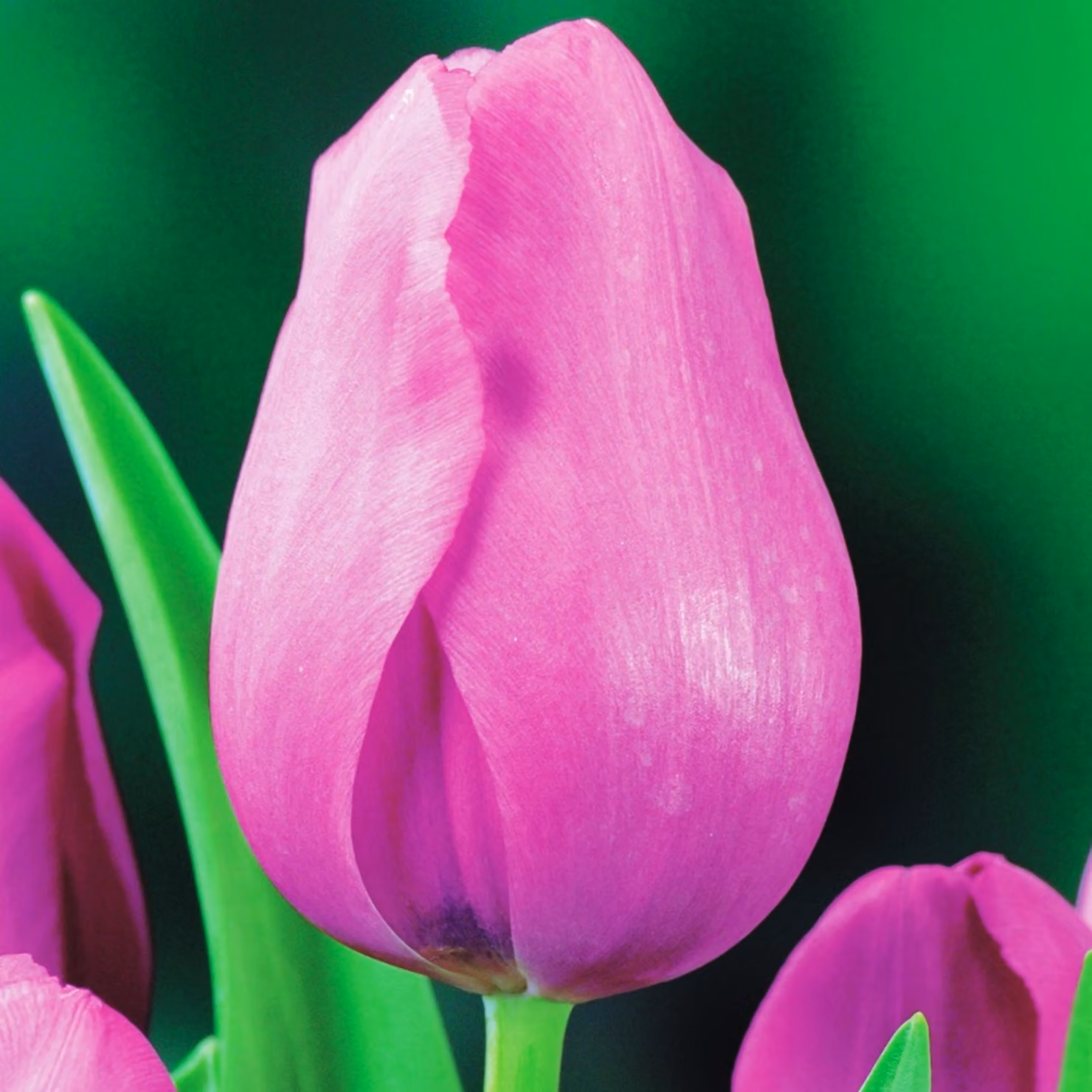 Tulipani Bulbi da fiore Fiori Trionfo Tulipano Don Chisciotte 5 pz.