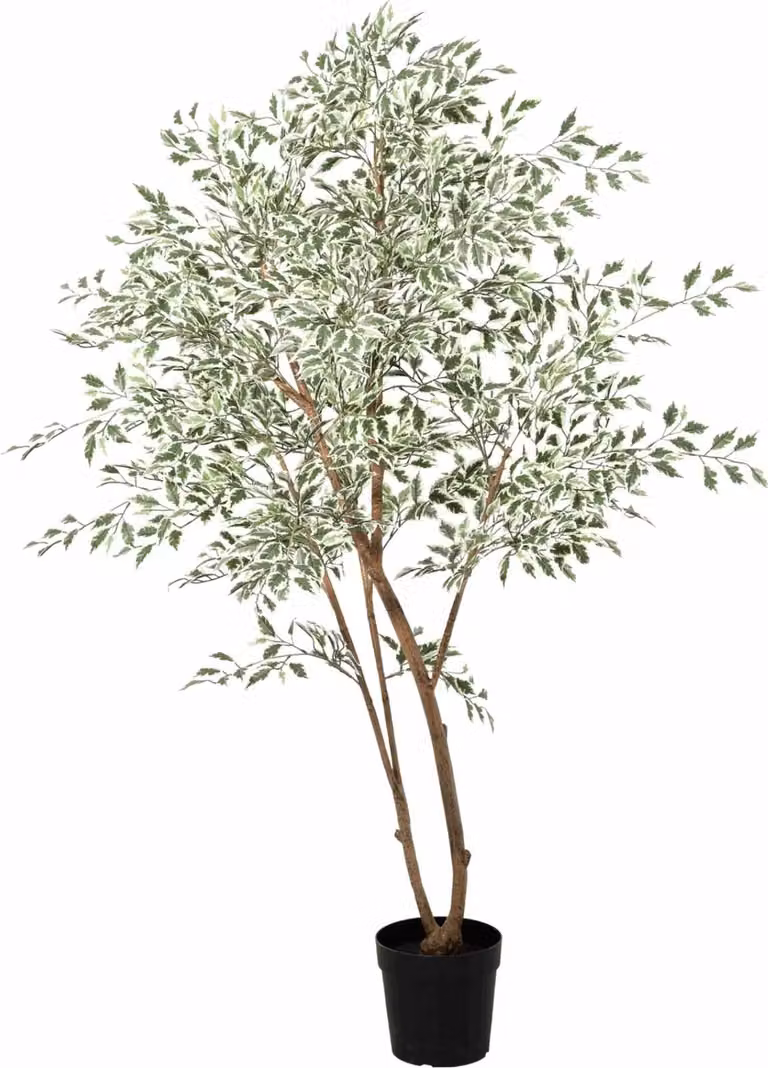 Ficus Benjamina Variegata, pianta artificiale da 185cm - Grande ficus variegato