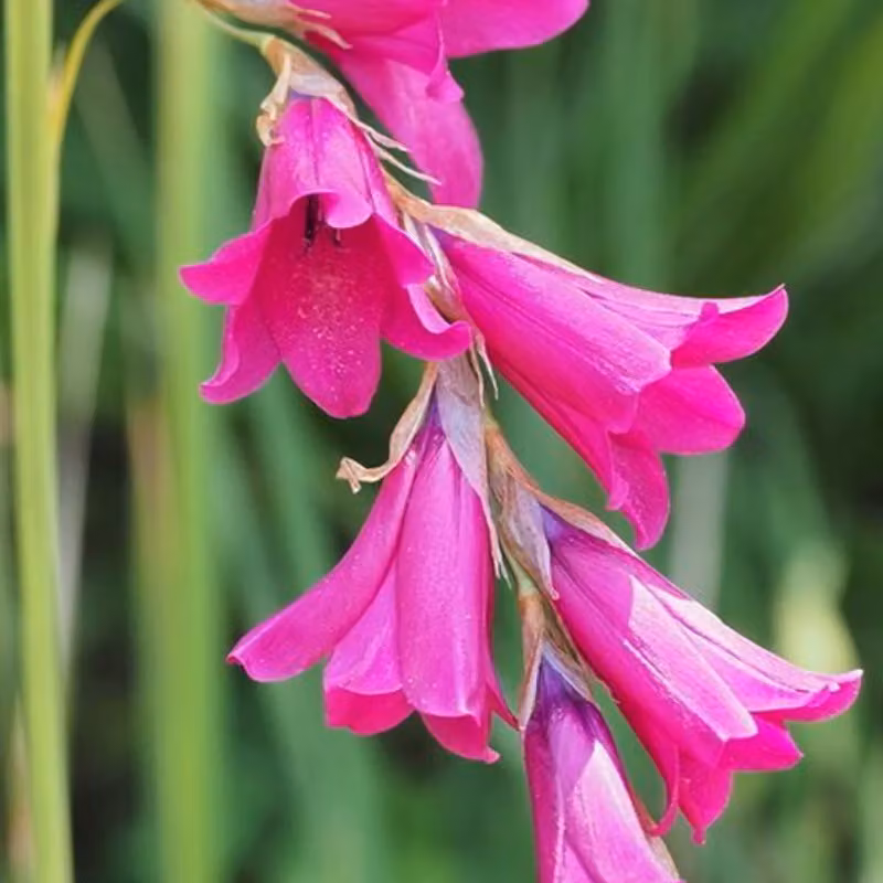 6 piante di *Dierama pulcherrimum*, in vaso da 9x9 cm