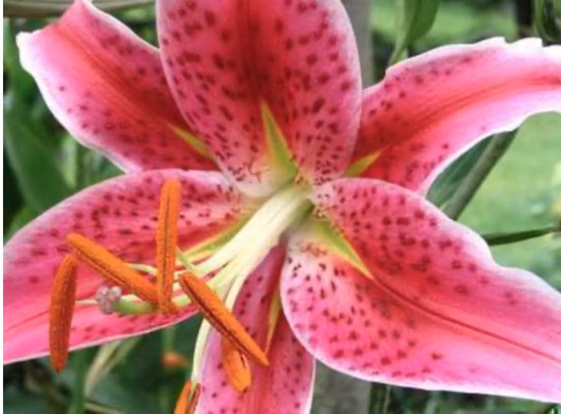 5 x Lilium hybr. 'Stargazer' - Blumenzwiebel