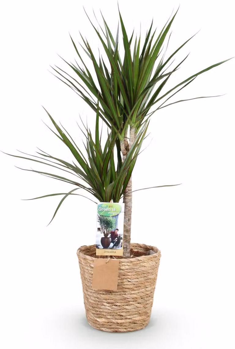 Dracaena Marginata 90-100cm, 21cm, con vaso dal bordo rosso. Elegante elemento