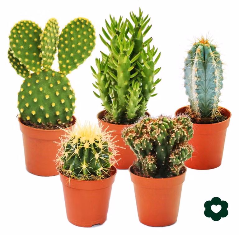 5 diversi cactus in un set - vaso da 5,5 cm