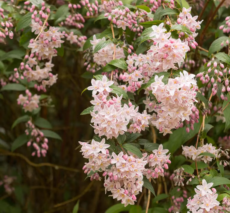 Deutzia rosea Campanulata 2L