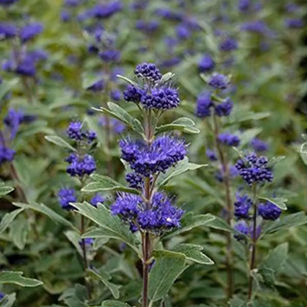 2 piante di Caryopteris clandonensis 'Grand Bleu' | Altezza: 30-40 cm, in vaso