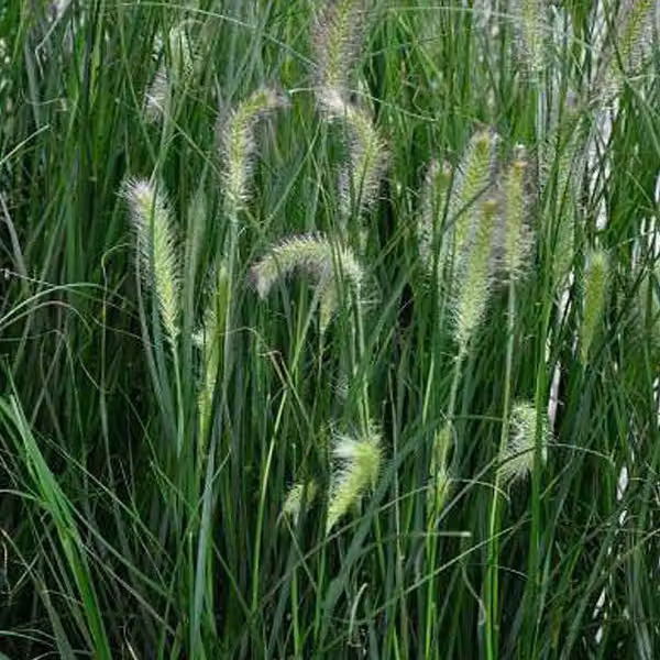 6 piante di *Pennisetum alopecuroides* 'Hameln', ideali per vasi bassi - Vaso da 9x9 cm
