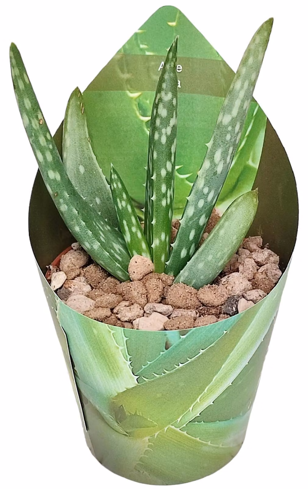 Aloe vera - Mini-aloe - Pezzo raro - Vaso da 6,5 cm - Altezza 15 cm