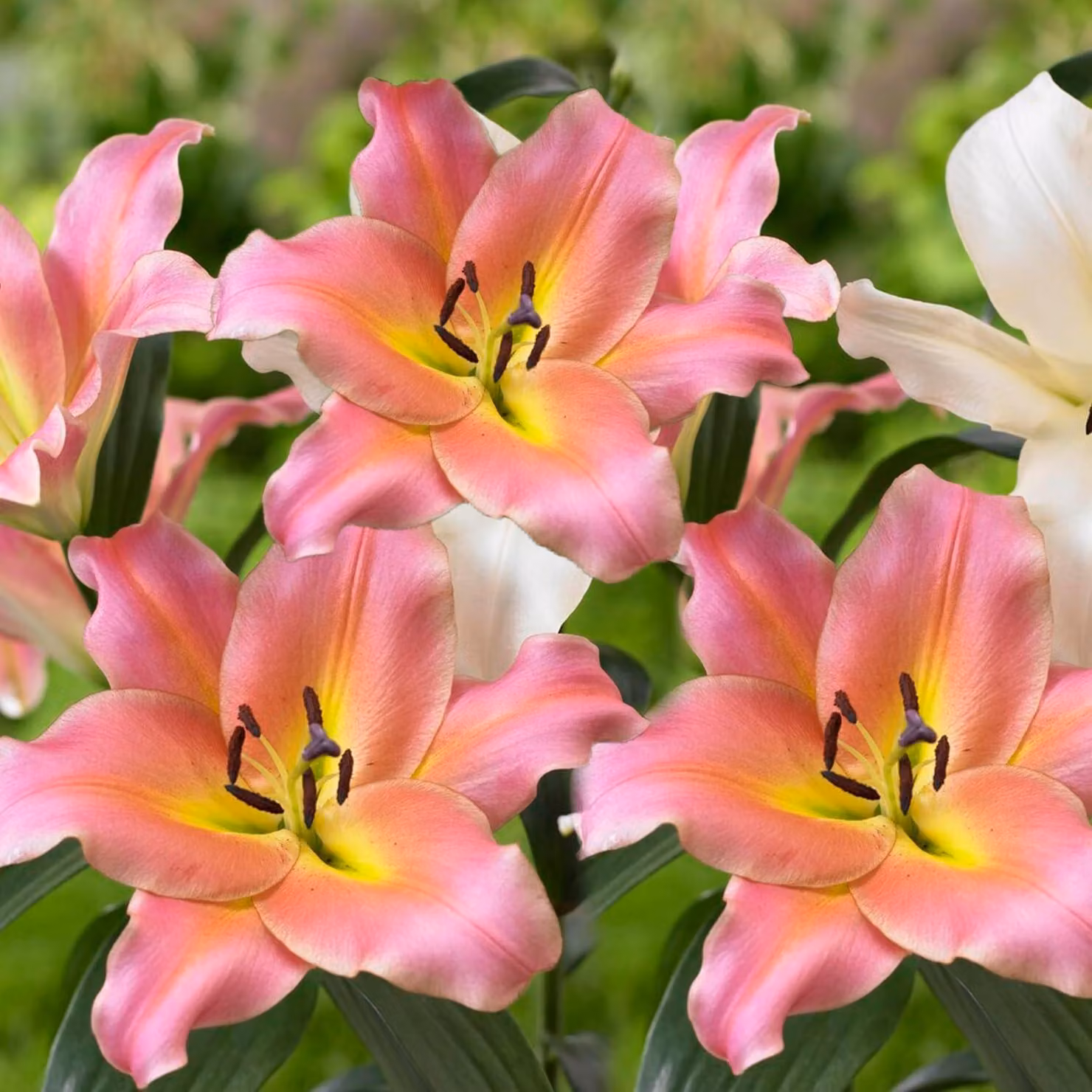 Giganti delle Amazzoni: bulbi resistenti al freddo, perenni - 3 bulbi - bulbi di fiori provenienti dall'Olanda - adatti per giardino e vaso (tuberi di grandi dimensioni, senza semi, non trattati artificialmente)