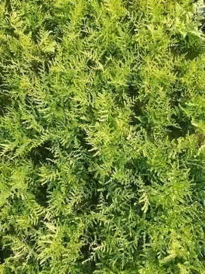 6 x Dryopteris f.-m. 'Lin. Polydactyl' - Felce vermiforme stretta - vaso 9 x 9 cm