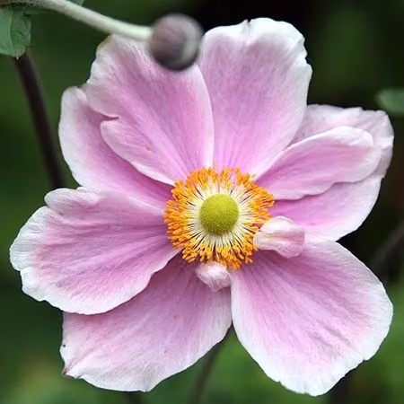 6 x Anemone autunnale pelosa - Anemone tomentosa 'Albadura' | Vaso da 9x9 cm