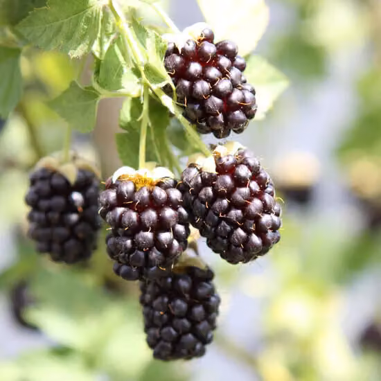 Mora 'Thornless Boysenberry' circa 60 cm Varietà senza spine per il vostro giardino