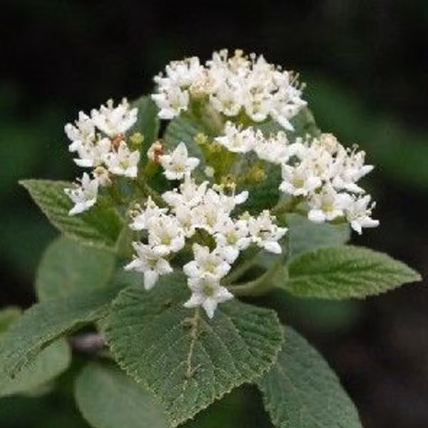 Wolliger Schneeball - Viburnum lantana | 40-60 cm in vaso