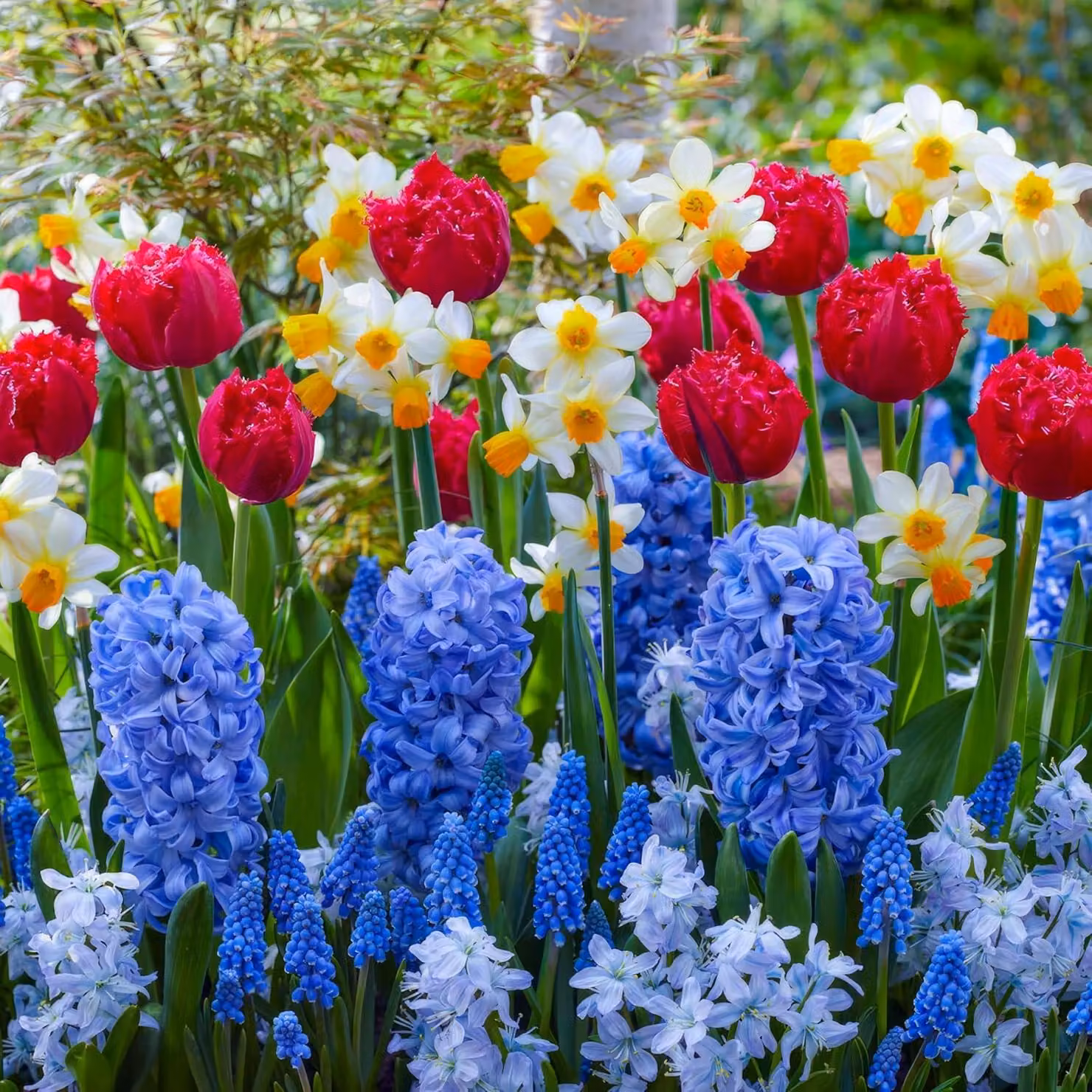 Bulbi da fiore perenni, resistenti al gelo - Mix di bulbi da fiore per la primavera - 50 bulbi - Tulipani/Narcisi/Giacinti/Muscari - Qualità olandese - Adatti per giardino, vasi e balconi