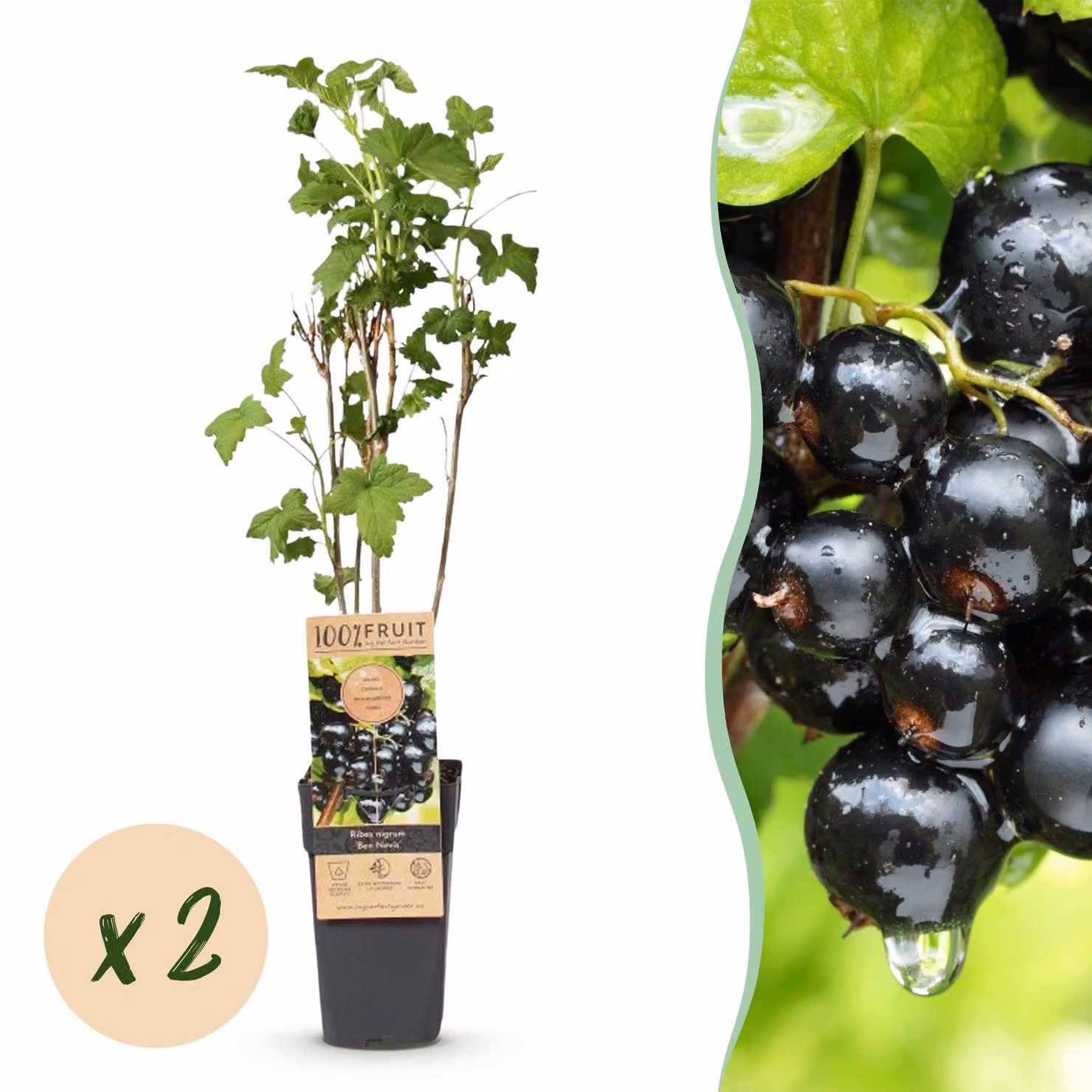 Ribes nigrum Ben Nevis - Pianta di bacche - Difficile - Ribes nero - 2 piante - 40-50cm - Ø15cm - Pianta da giardino