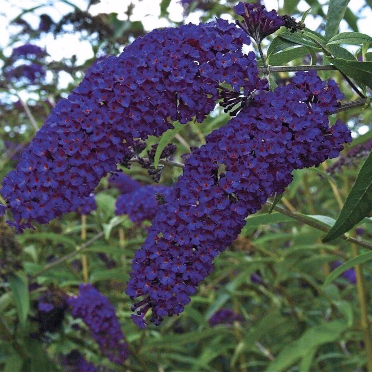 Buddleja davidii Empire Blue 25-30 cm Arbusto per farfalle Lilla estivo - Lilla a lancia