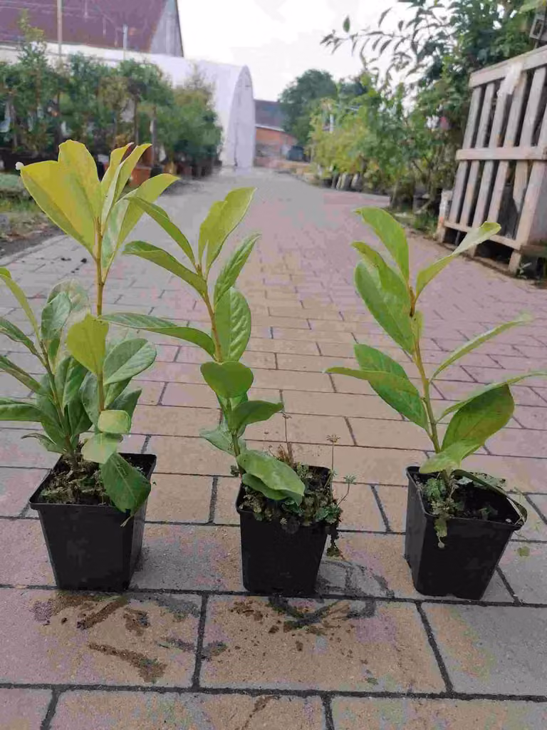 Lauroceraso 'Novita' 30-50 cm - 1 Pflanze - Prunus laurocerasus 'Novita' - Topfgewachsen