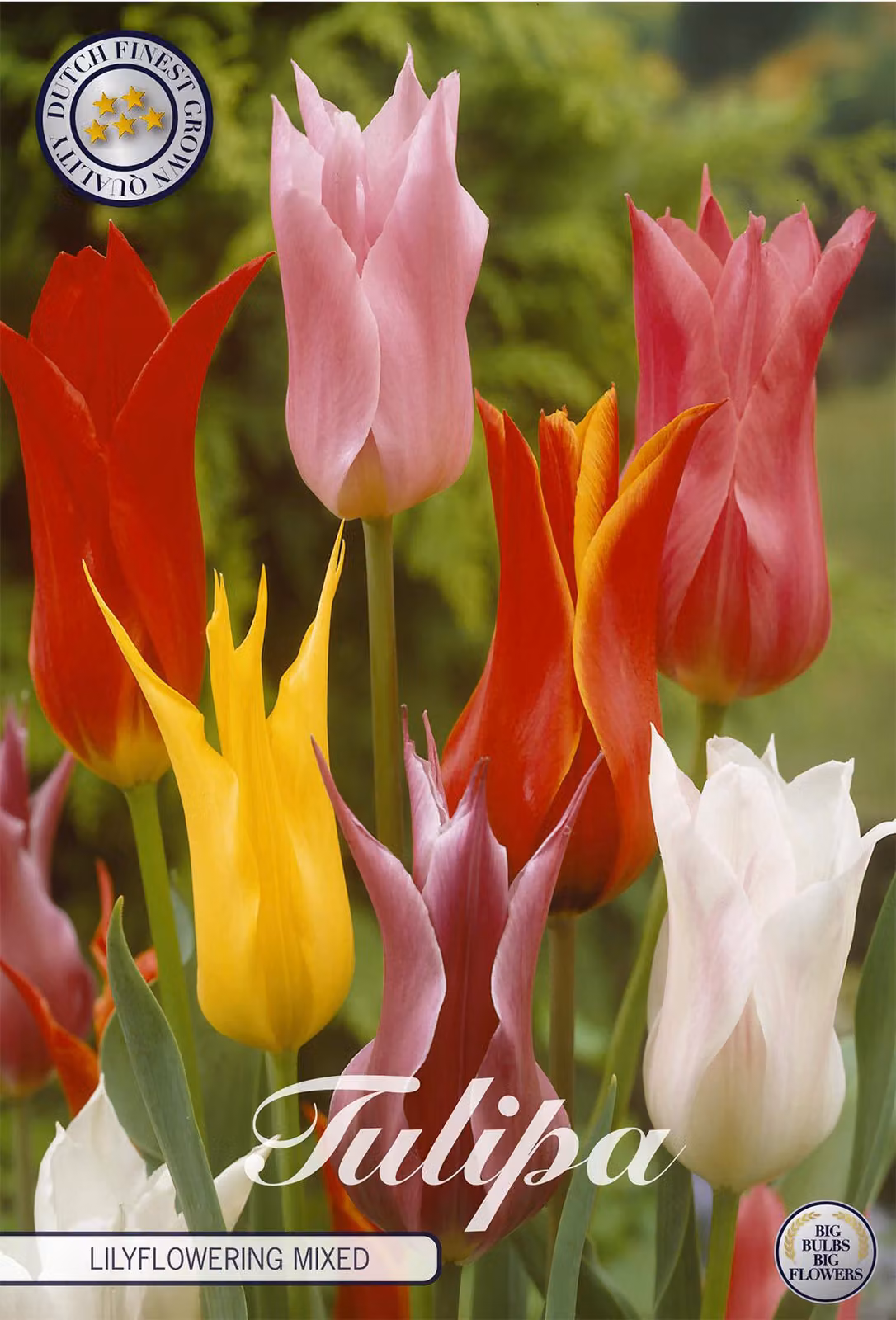 Miscela di tulipani Lilyflowering (7 bulbi) | Bulbi di tulipano di Sam van Schooten