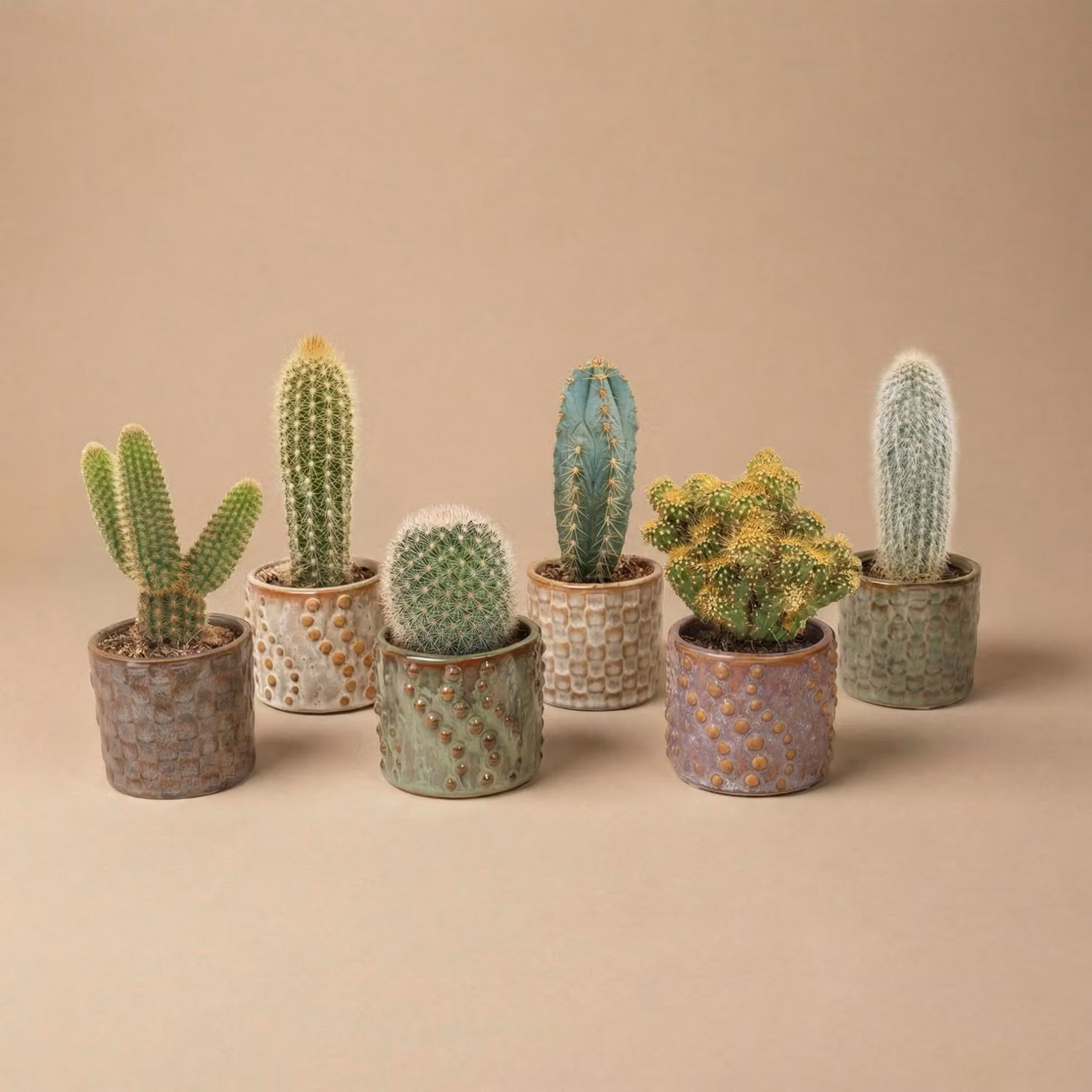 Set di 6 cactus Madrid in mini vasi di VetroVetroceramica - assortimento di cactus