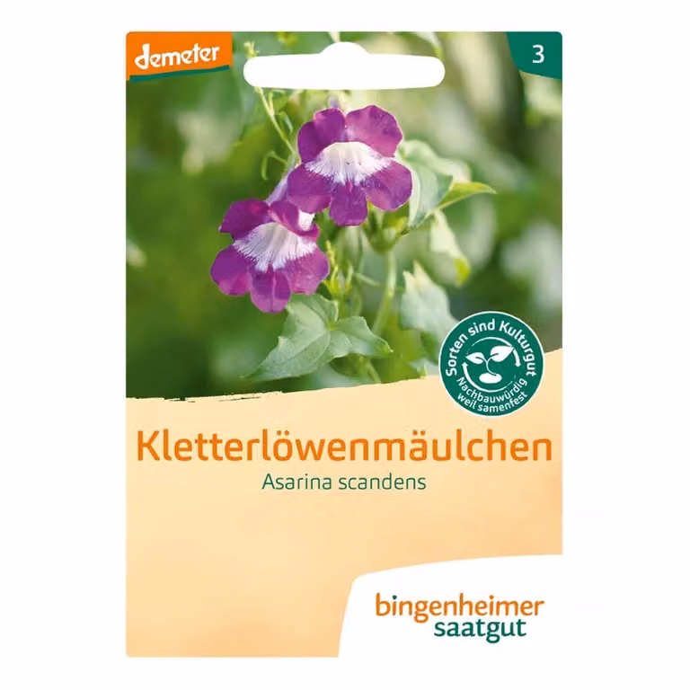 Drago rampicante - Asarina Scandens